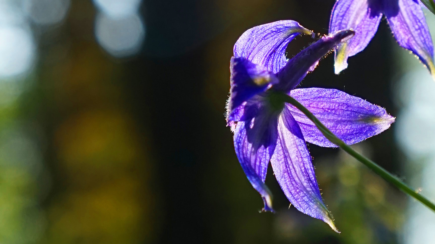 purple lily flower