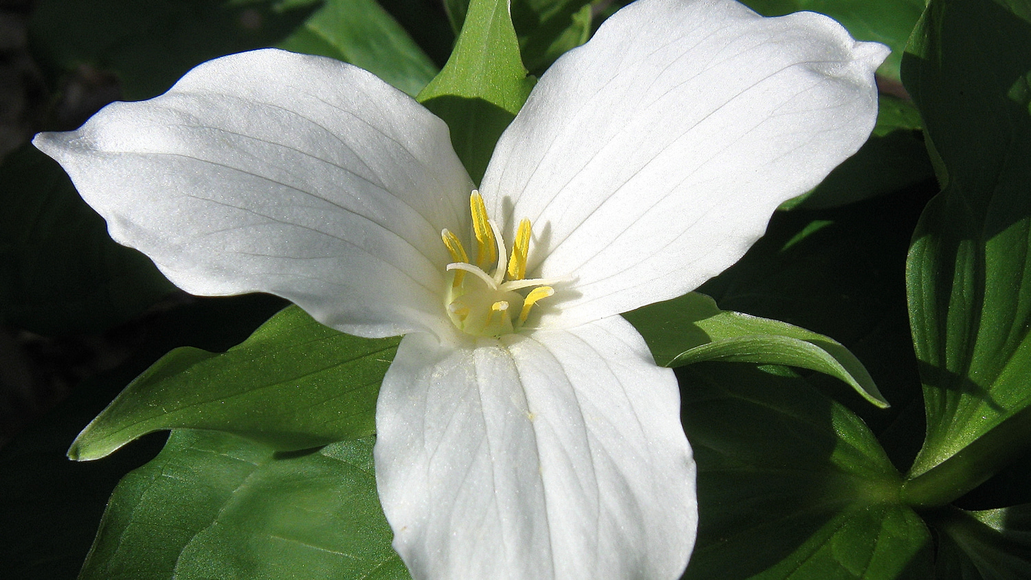 trillium flower