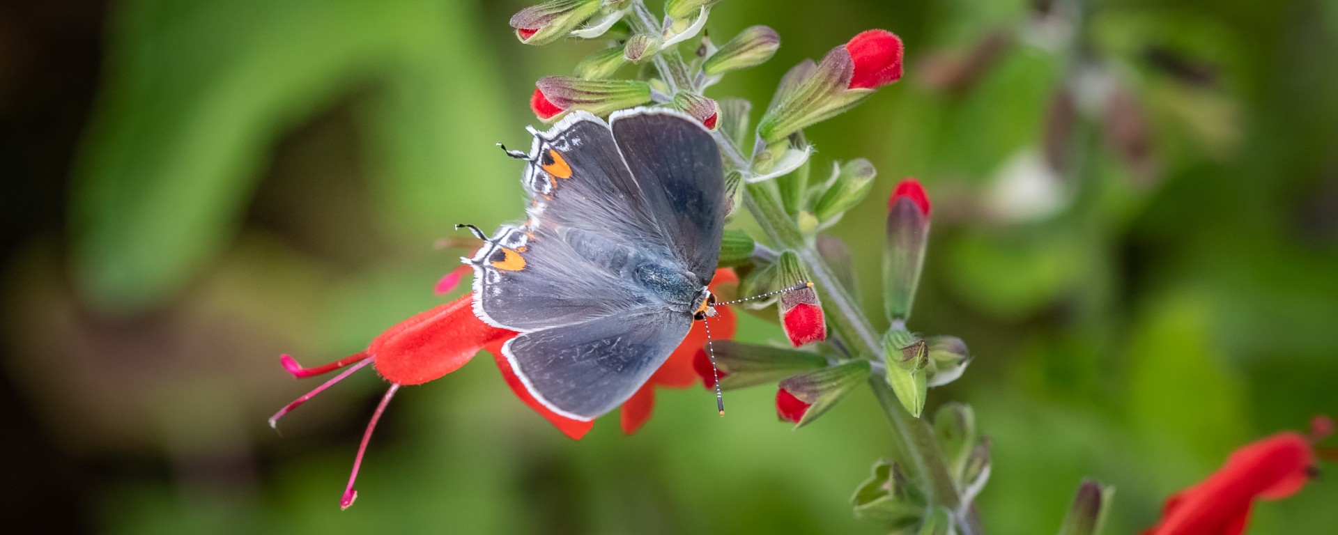 gray hairstreak on salvia