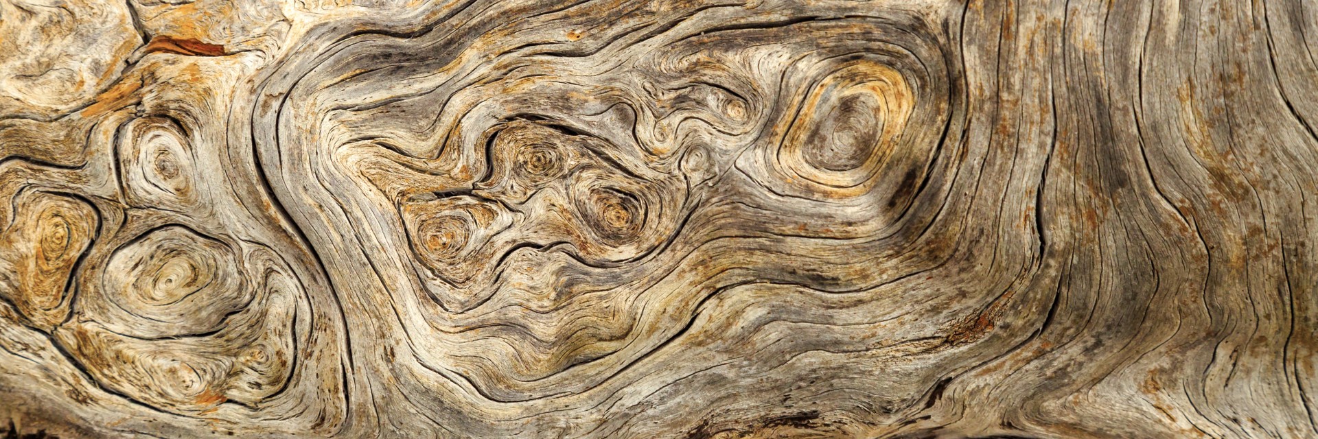 A beautiful piece of wood with knots and burls