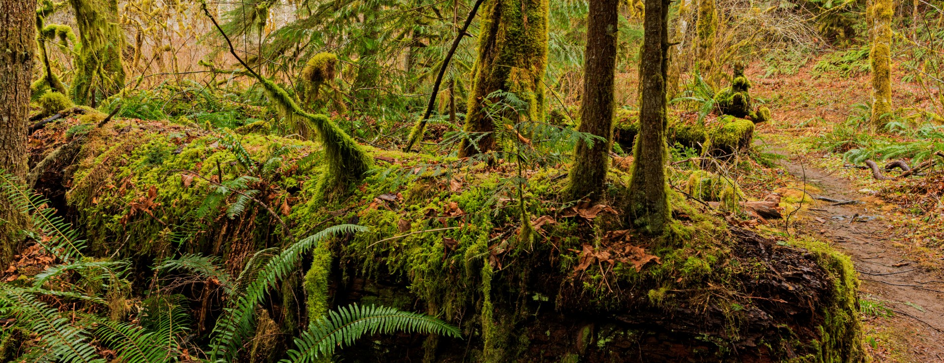 nurse log with small trees growing out of it