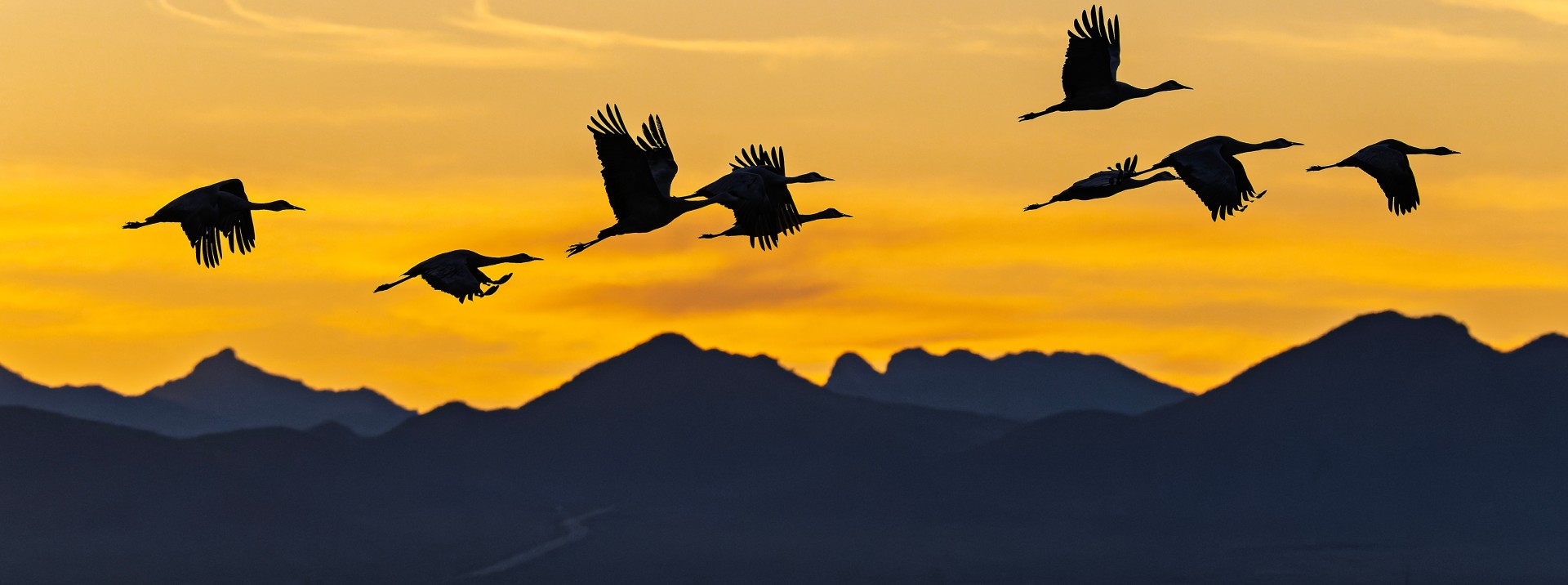 sandhill cranes flying across an orange sunset
