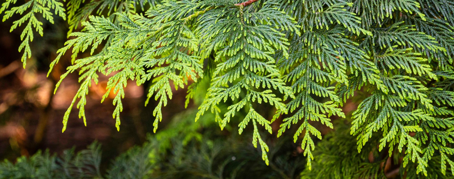 redcedar branch close-up