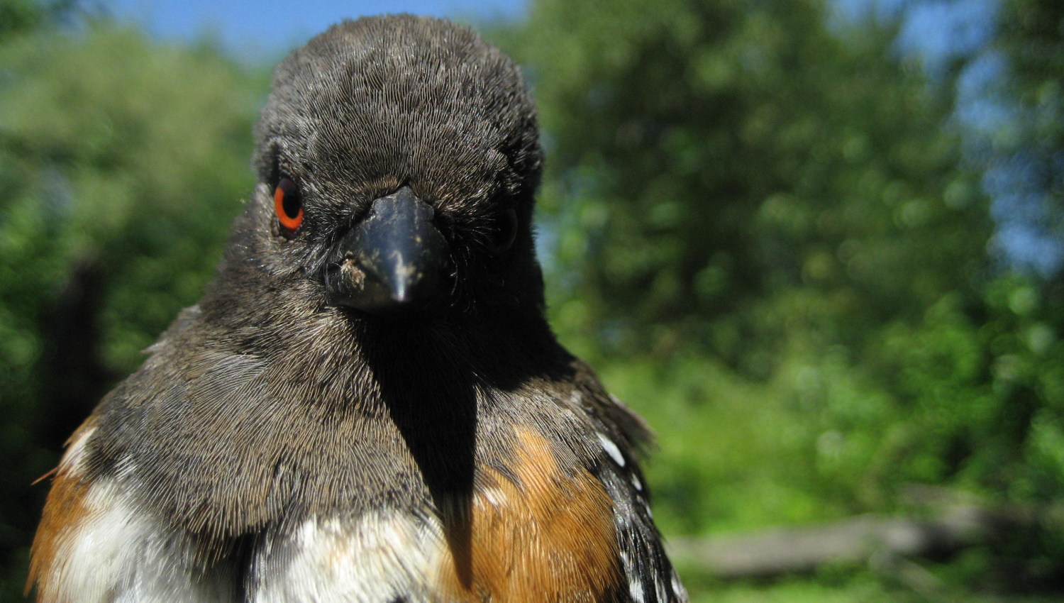 bird