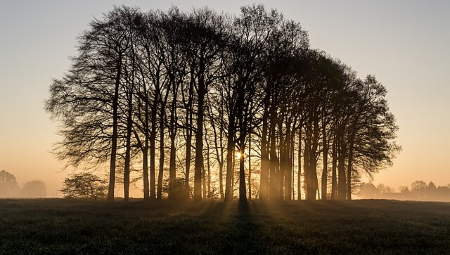trees