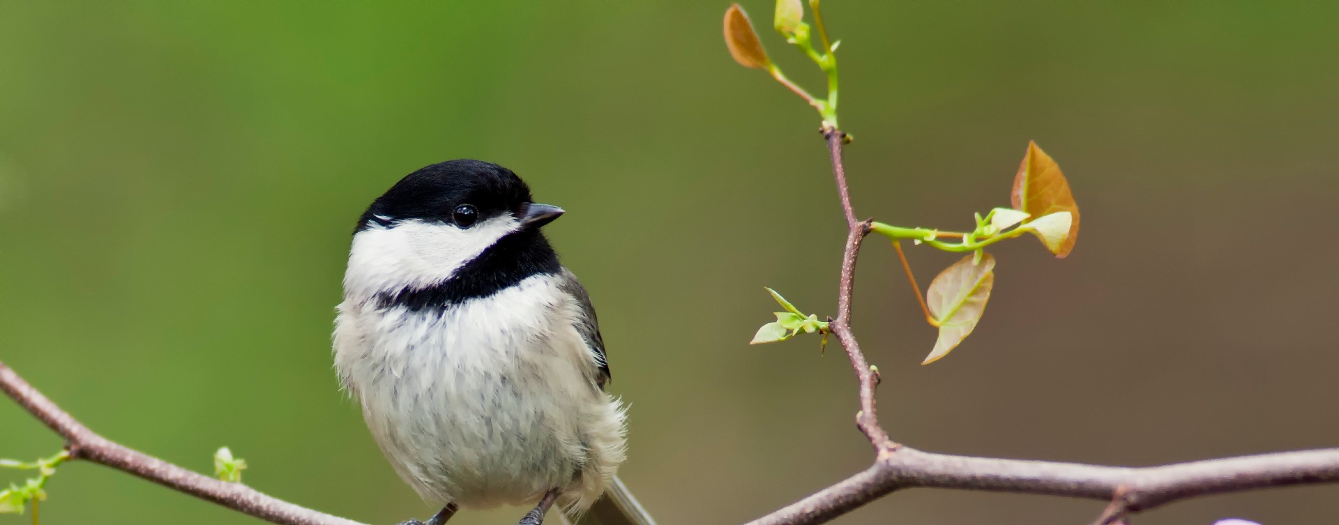 Black capped chickadee