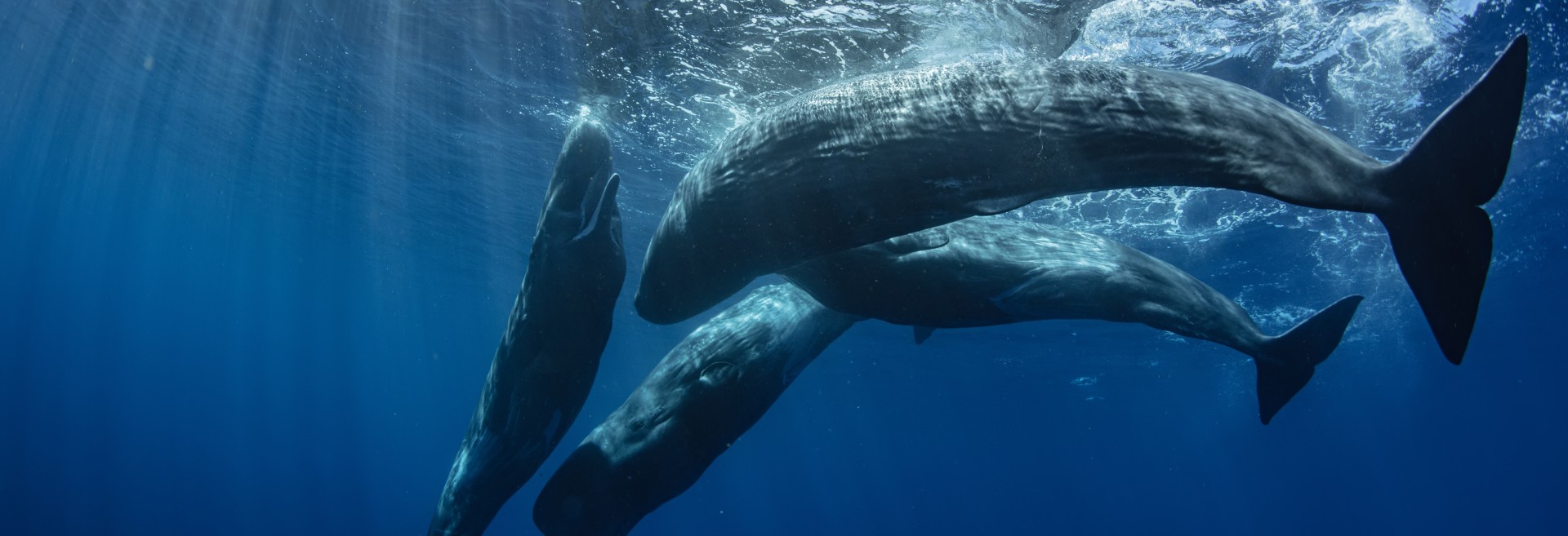 Sperm whale pod