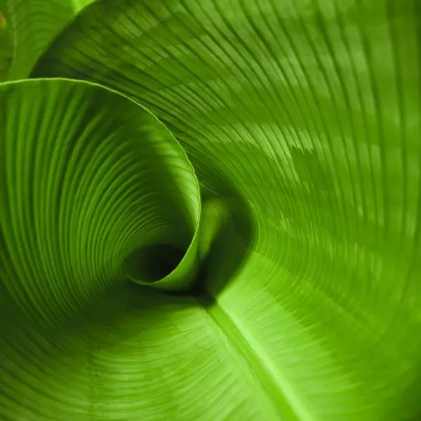 close up photo of a leaf unfurling