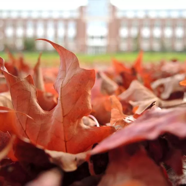 close up photo of fallen leaves on the osu campus