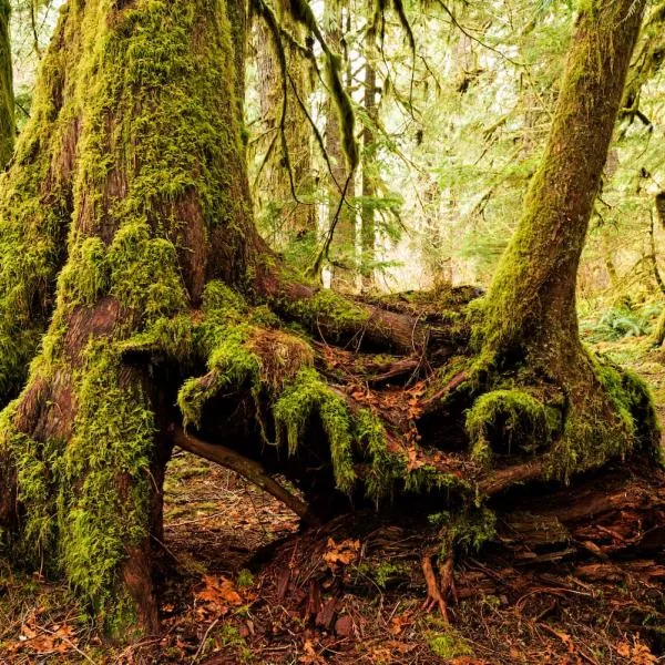 roots and base of trees in a pacific northwest forest