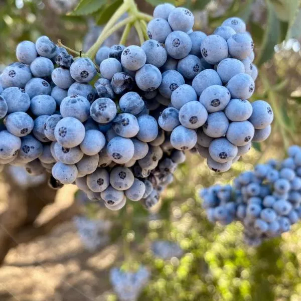 grapes on a grape vine
