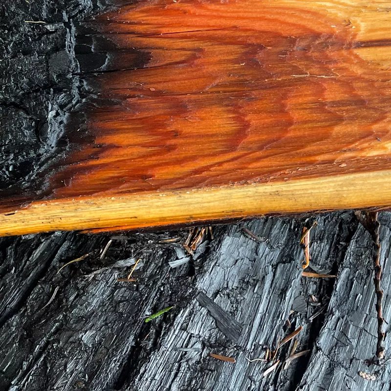 fire damage to tree bark