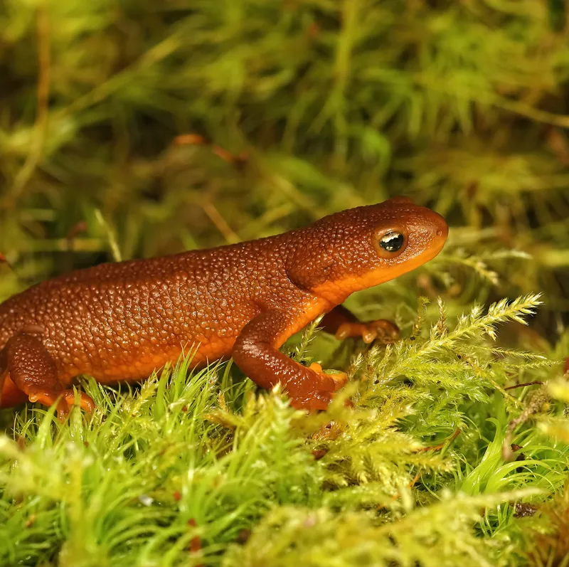 newt in the forest
