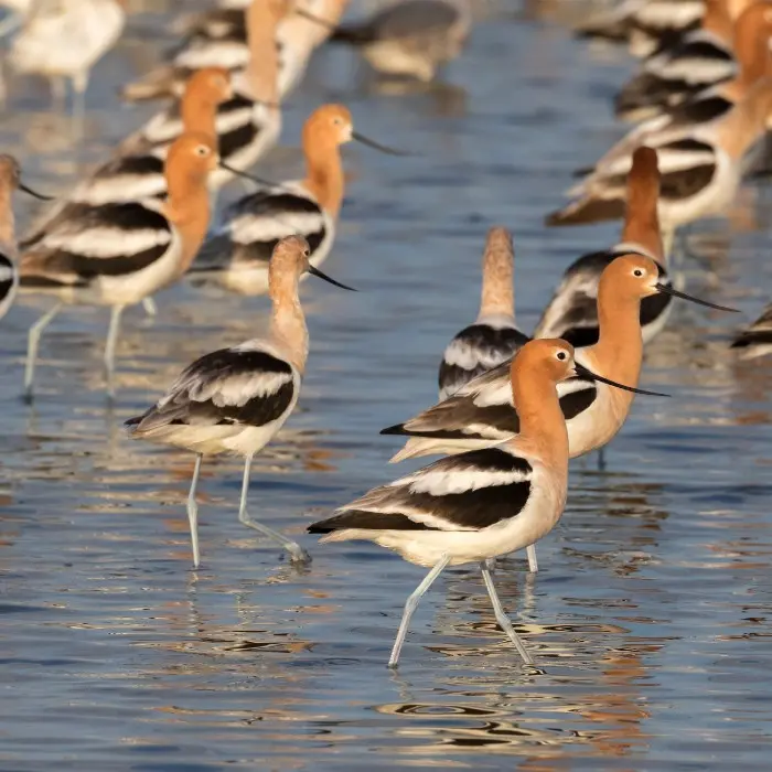 amerian avocet birds in shallow water
