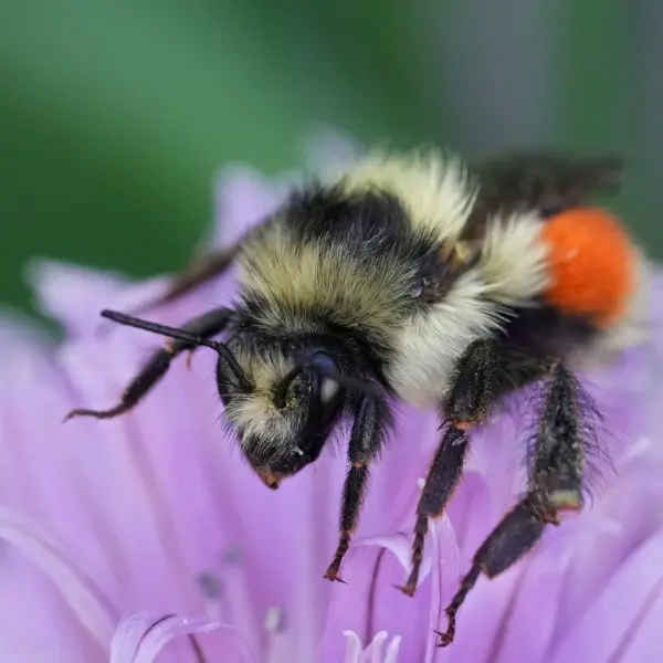 black tailed bumblebee closeup on pink flower