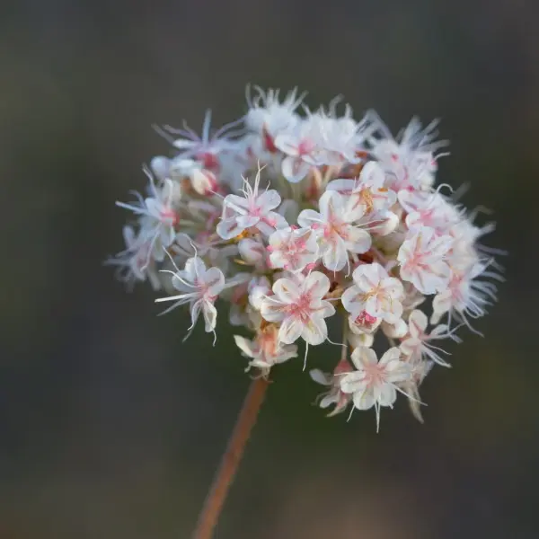 California buckwheat blossom closeup