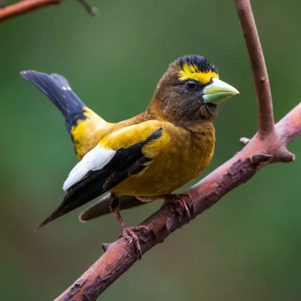 evening grosbeak closeup on branch