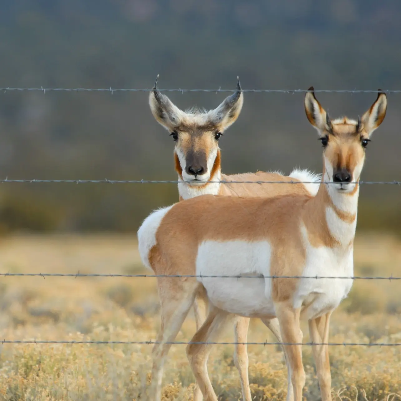 two pronghorn standing by fence looking at camera