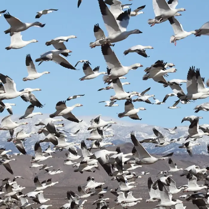 snow geese flock flying