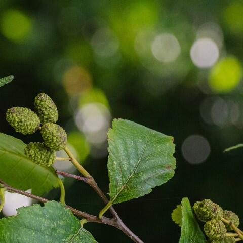 Alder leaves