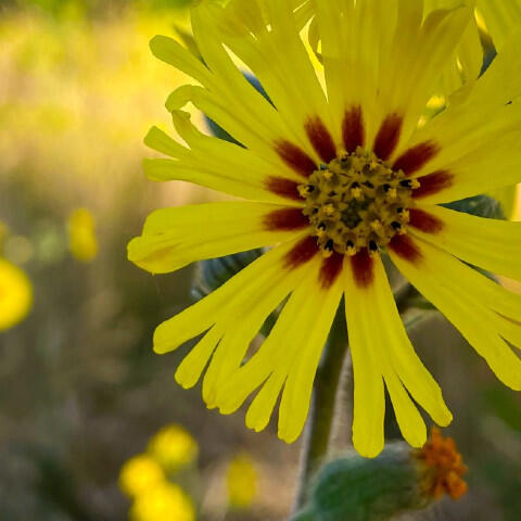 Yellow tarweed flower