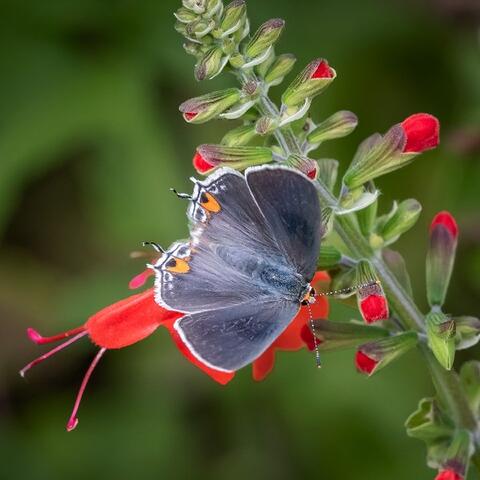 Gray butterfly on a red flower