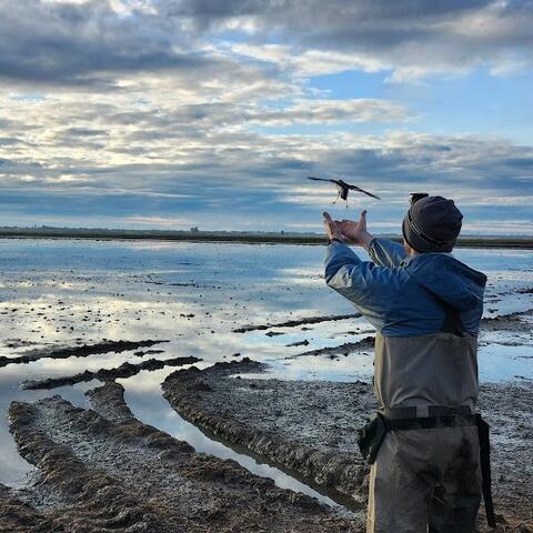 Student releasing a dunlin shorebird on shore